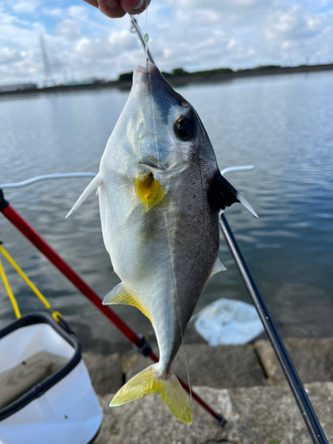 ギマの釣果