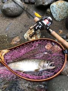 イワナの釣果