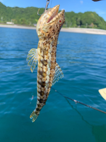 エソの釣果