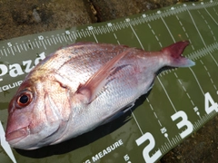 マダイの釣果