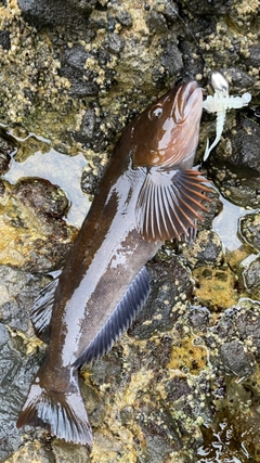 アイナメの釣果