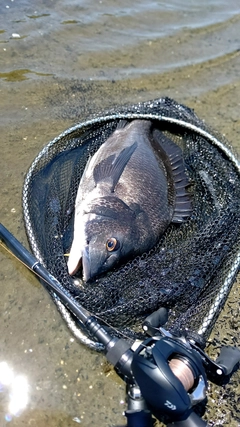 チヌの釣果