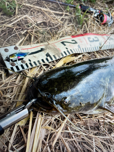 ナマズの釣果