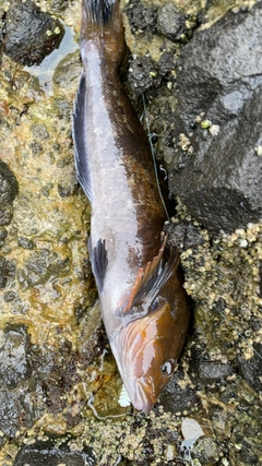 アイナメの釣果