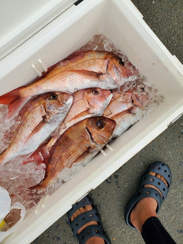 マダイの釣果