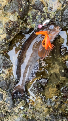 アイナメの釣果