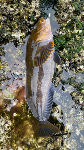 アイナメの釣果