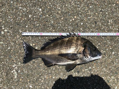 チヌの釣果