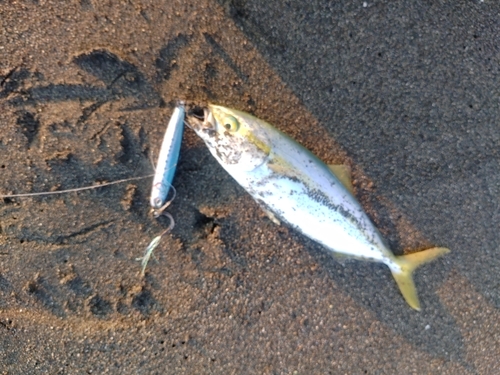 ワカシの釣果