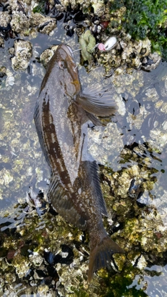 アイナメの釣果