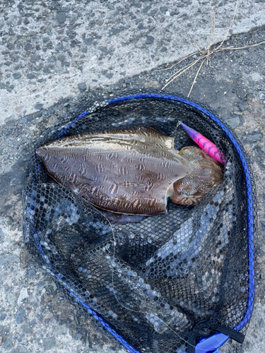 モンゴウイカの釣果