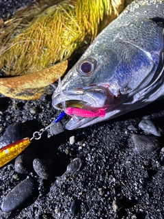 オオニベの釣果