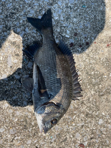 クロダイの釣果