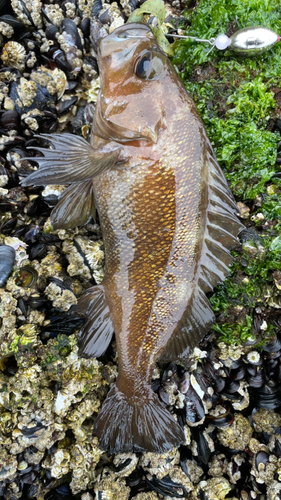 エゾメバルの釣果