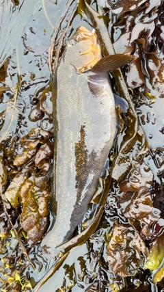 アイナメの釣果