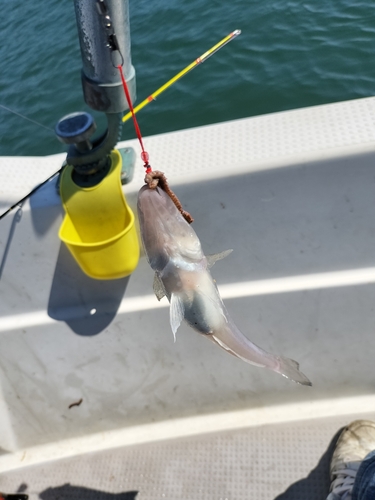 キスの釣果