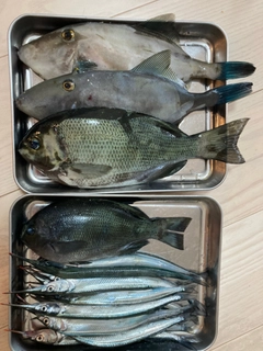 グレの釣果