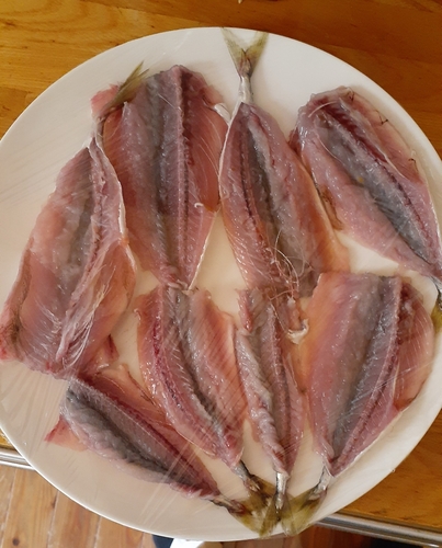 サバの釣果