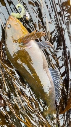 アイナメの釣果