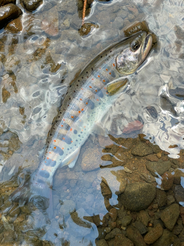 アマゴの釣果