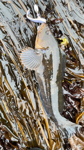 アイナメの釣果