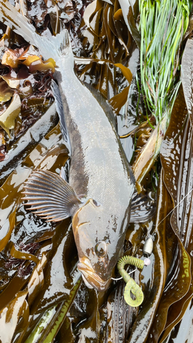 アイナメの釣果