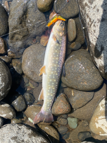 アメマスの釣果