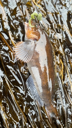 アイナメの釣果