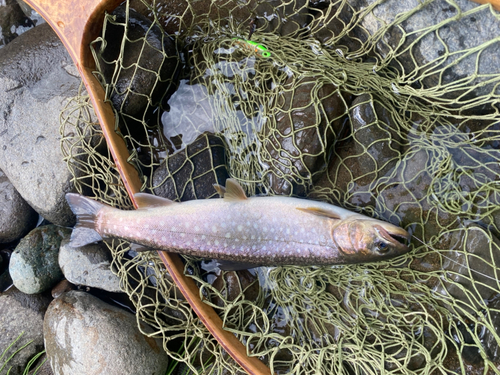 アメマスの釣果