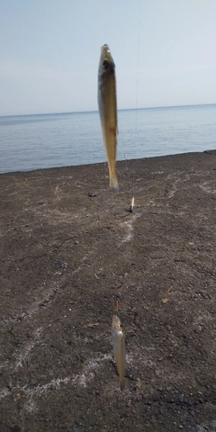 シロギスの釣果