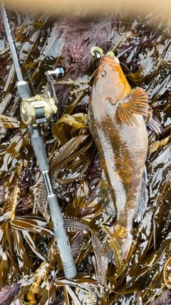 アイナメの釣果