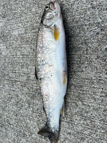 アメマスの釣果