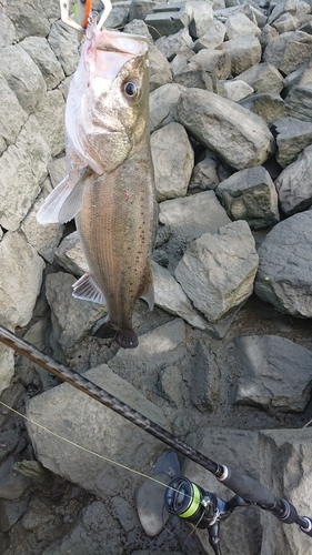 シーバスの釣果