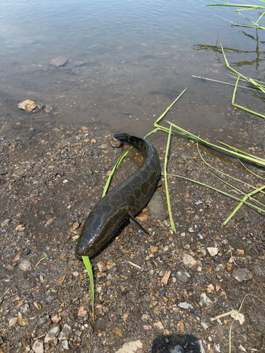 ライギョの釣果