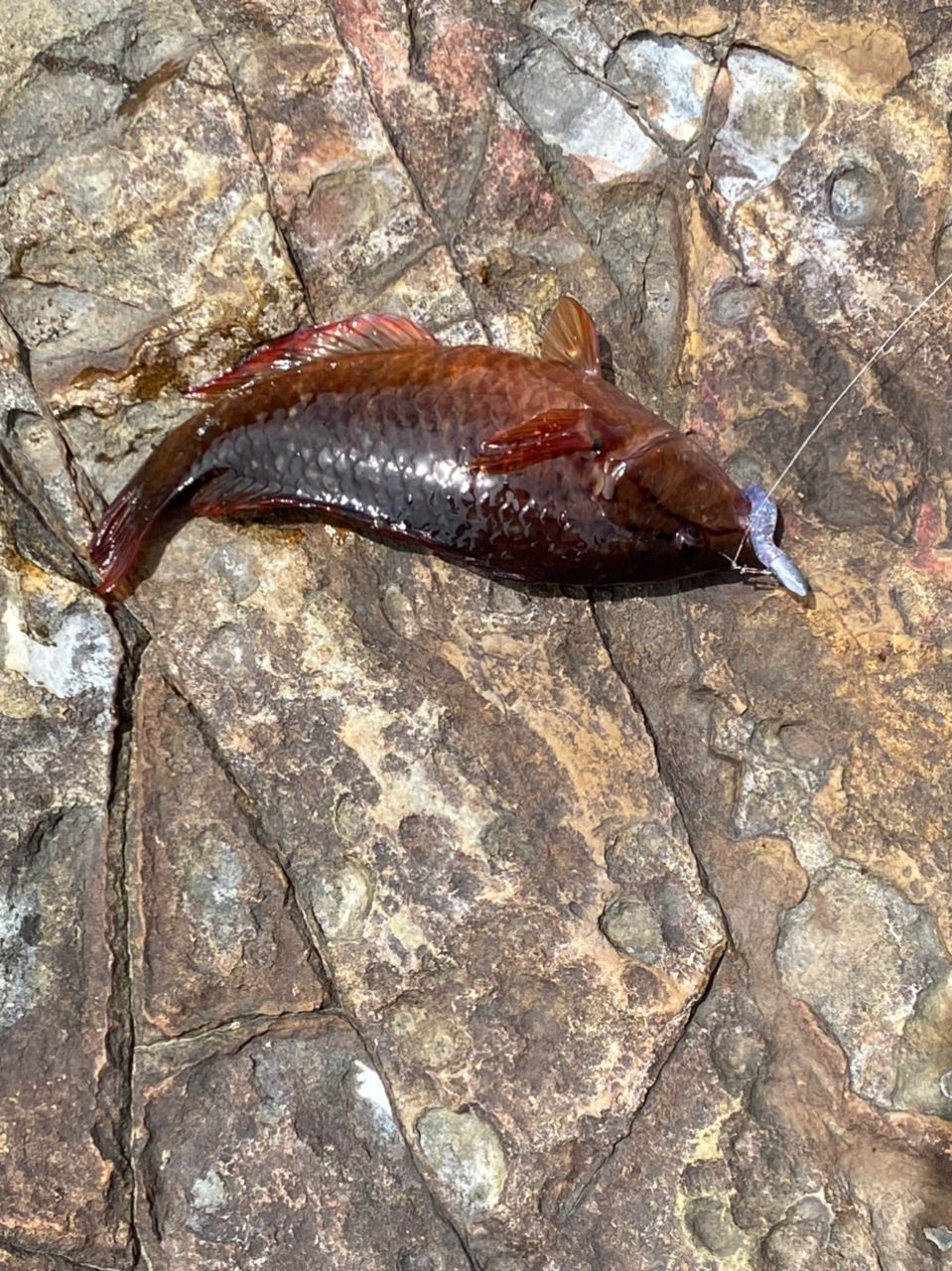 アカエソ