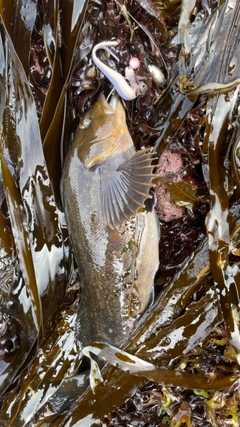 アイナメの釣果