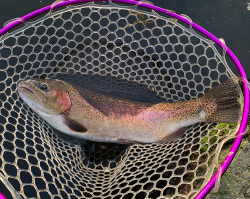 ニジマスの釣果