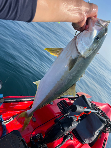 ヒラマサの釣果