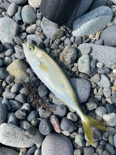 ワカシの釣果