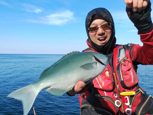 グレの釣果