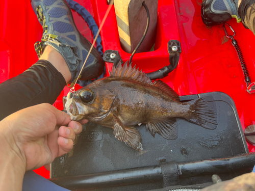 メバルの釣果