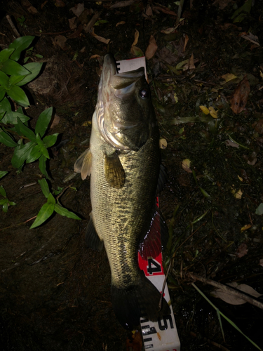 ブラックバスの釣果