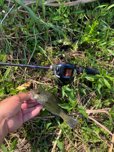 スモールマウスバスの釣果