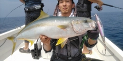 ヒラマサの釣果