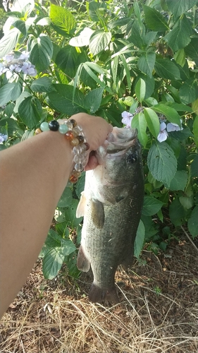 ブラックバスの釣果