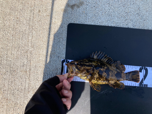 タケノコメバルの釣果