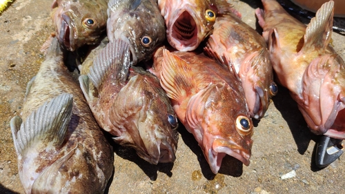 カサゴの釣果