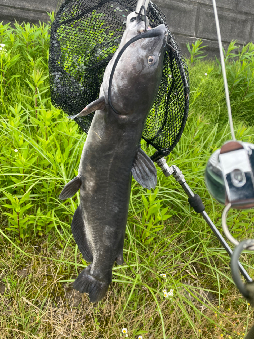 アメリカナマズ