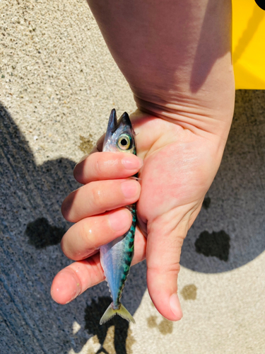 サバの釣果