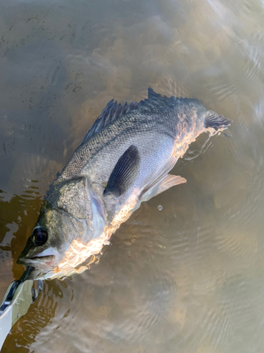 セイゴ（マルスズキ）の釣果